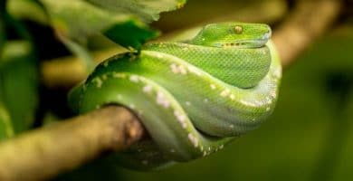 Was bedeuten Träume von grüner Schlange?