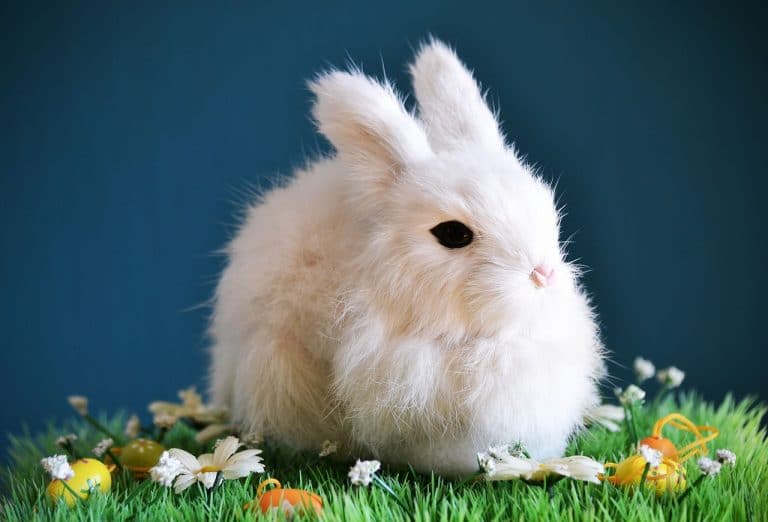 sogno di coniglio bianco
