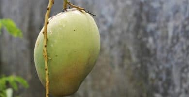 lota mango wakucha