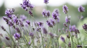 folctha lavender