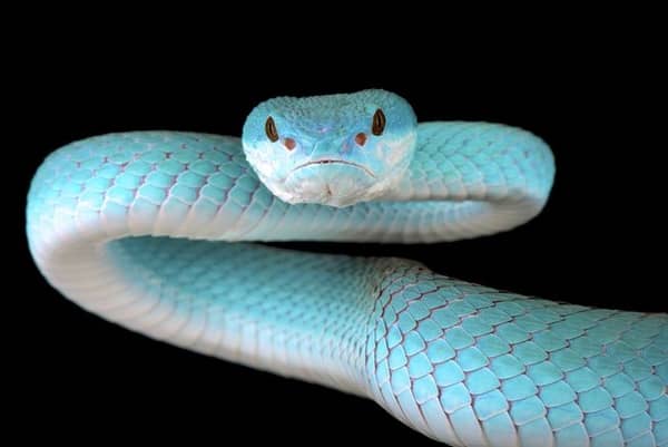 Sonhar com cobra azul: Azul claro, escuro, com preto, com vermelho e mais!