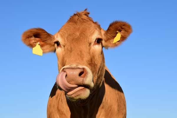 Apostas na vaca do jogo do bicho crescem em Oriximiná após decisão do Supremo