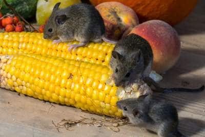 tikus hitam menandakan nasib malang