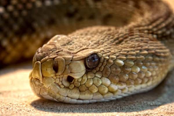 Sonhar com cobra cascavel: desvende seus simbolismos