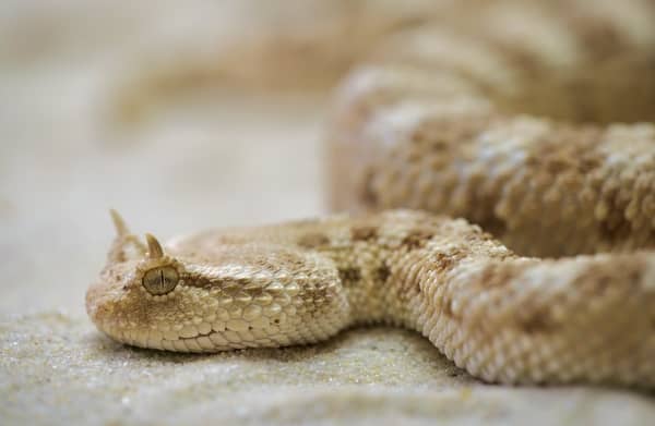 Sonhos Significado: sonhar com Cobra Correndo Atrás de Mim