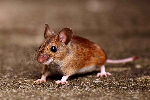 पशु खेल में एक चूहे का सपना देखना