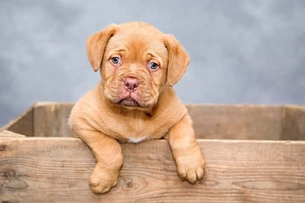 Sonhar com Cachorro no Jogo do Bicho e 5 Números da Sorte