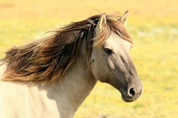 Sonhos Significado: sonhar com Cavalo bravo