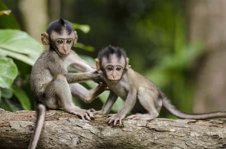 Sonhar com Macaco no Jogo do Bicho